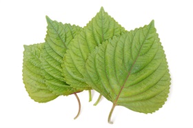 Chinese basil, Perilla mint (Green)