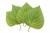 Chinese basil, Perilla mint (Green)