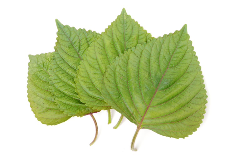 Chinese basil, Perilla mint (Green)