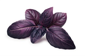 Amethyst Basil
