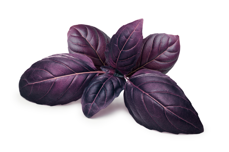 Amethyst Basil
