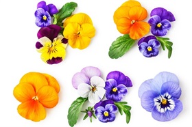 Viola Sorbet Formula Mix