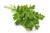 Rocket, Rucola, Colewort (Astro Arugula)