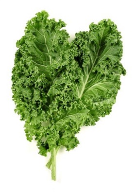 Curly Kale (Oldenbor Kale) Curly Kale (Oldenbor Kale)