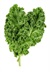 Curly Kale (Oldenbor Kale)