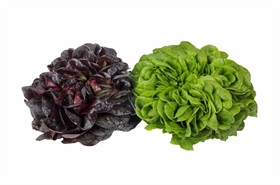 Home Garden Mix (Salanova)
