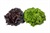 Home Garden Mix (Salanova)
