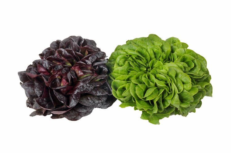 Home Garden Mix (Salanova)
