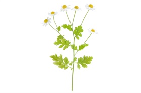 Chamomile