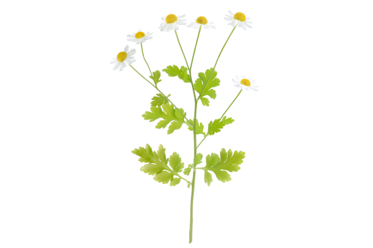 Chamomile