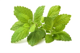 Lemon Balm