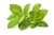 Lemon Balm