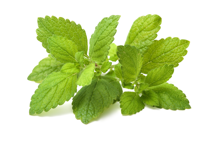 Lemon Balm