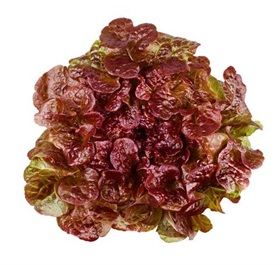 Oakleaf (Rouxai)