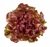Oakleaf (Rouxai)