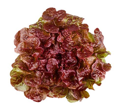Oakleaf (Rouxai)