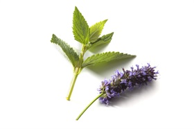 Anise Hyssop