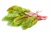 Red Veined Sorrel