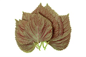 Chinese Basil, Perilla Mint (Britton)