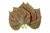 Chinese Basil, Perilla Mint (Britton)