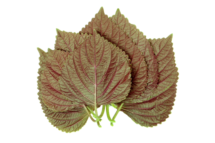 Chinese Basil, Perilla Mint (Britton)