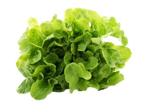 Green Oakleaf