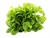 Green Oakleaf