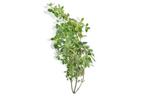 Thyme