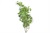 Thyme