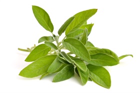 Sage