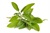 Sage