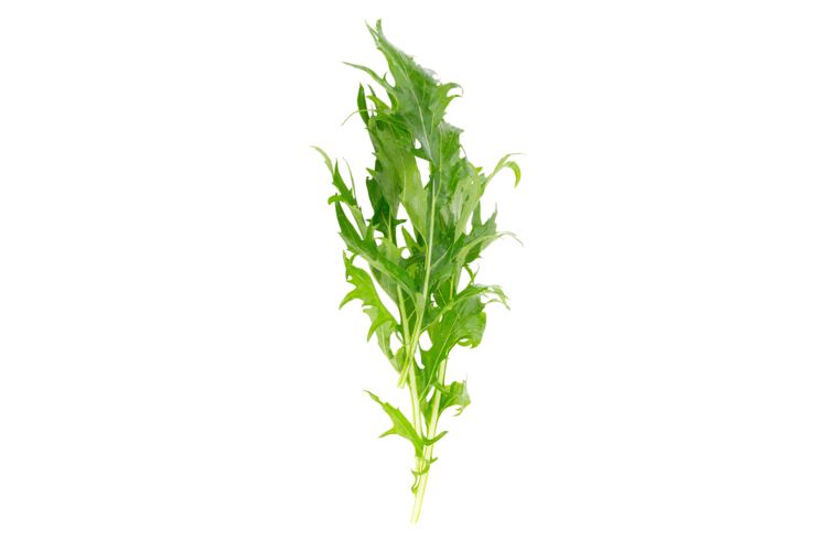 Mizuna