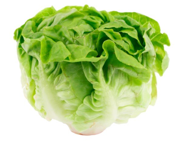 Butterhead (Rex)