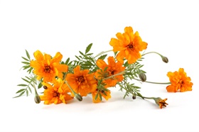 Marigold