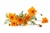 Marigold
