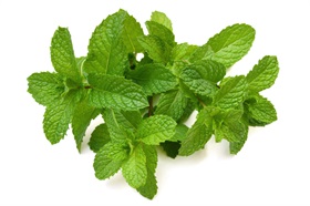 Mint