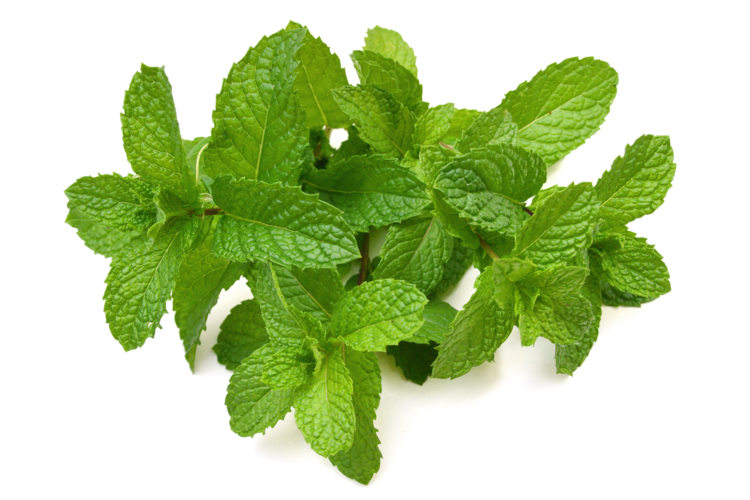 Mint