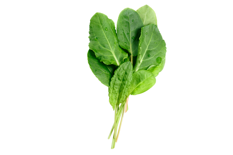 Green Sorrel