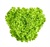 Green Sweet Crisp (Salanova)
