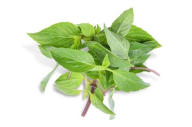 Thai Basil