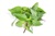 Thai Basil