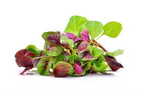 Chinese spinach, Yin choi (Amaranth) Chinese spinach, Yin choi (Amaranth)