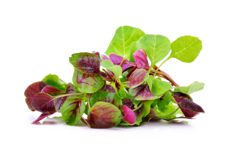 Chinese spinach, Yin choi (Amaranth)