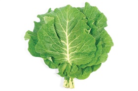 Portuguese Kale Portuguese Kale