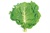 Portuguese Kale