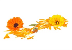 Orange Flash Calendula