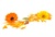 Orange Flash Calendula
