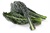 Black Magic Kale