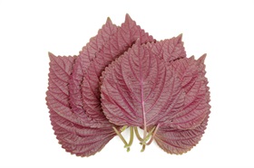 Chinese basil, Perilla mint (Red)