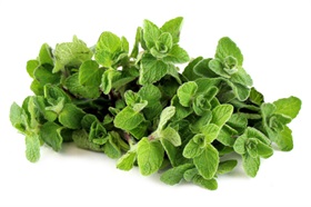 Syrian oregano (Za’atar)